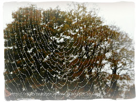 mist on spiders web