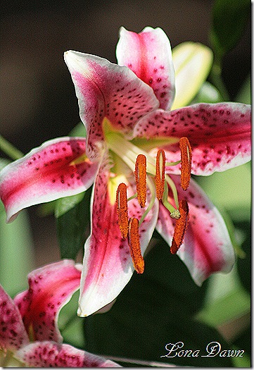 Lily2_StarGazer