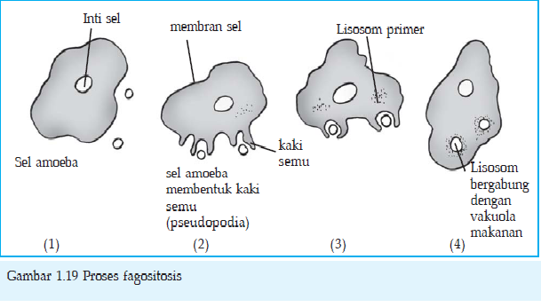 Rangkuman Biologi SMA: April 2011