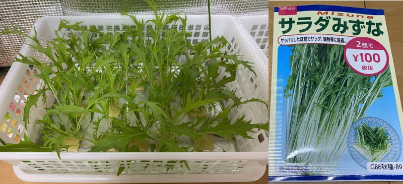100均アイテムで水菜の水耕栽培 種まき 1か月