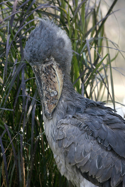 The Shoebill Also Known As The Whalehead