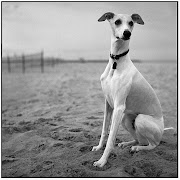 I had never heard of a whippet before until some wonderful women interested .