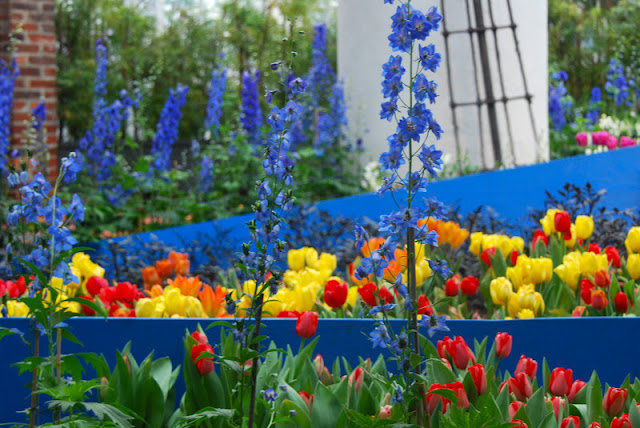 Blue Delphiniums by the "Dutch Windmill" in the South Conservatory at Phipps