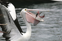 Pelican Birds Information