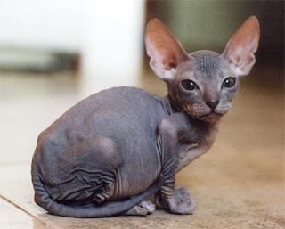 Sphinx cat