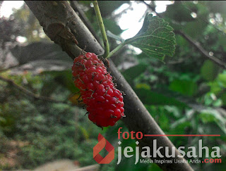 Buah Arbei | JajakUsaha.com