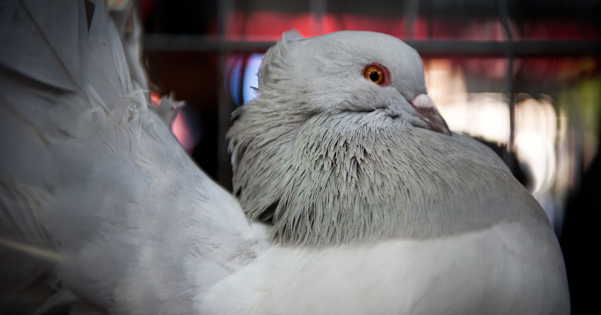 Hawaii All Breed Pigeon Association