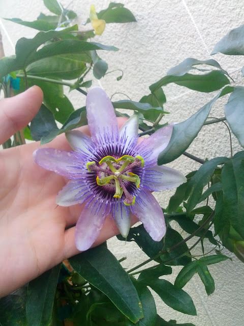 Passiflora 'Betty Myles Young' bloom held in front of a vine