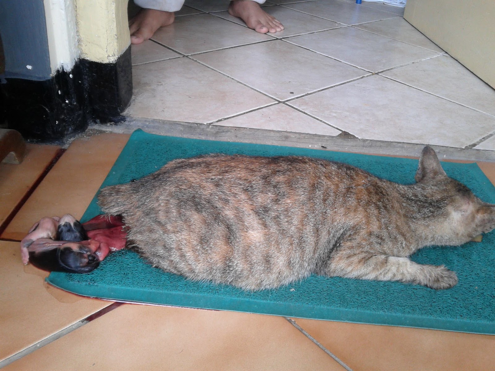 ILMU PADI Inspiring Helping Moment Cat Operasi Caesar Kucing
