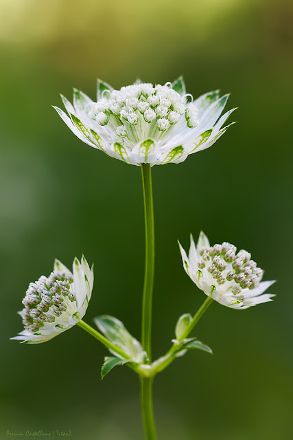 Astrantia major