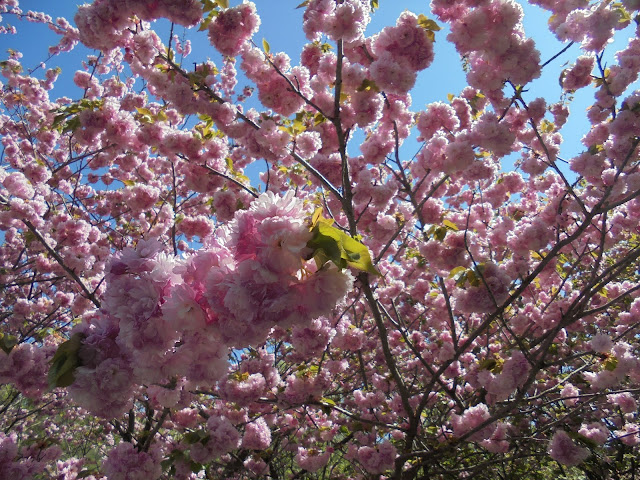 青い空に牡丹桜が素晴らしい