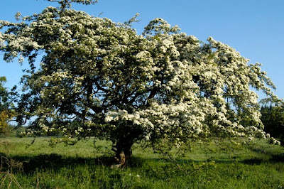 Singleseed Hawthorn / Crataegus monogyna