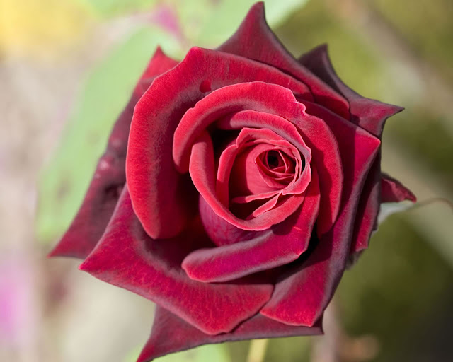 Beautiful Rose Wallpapers