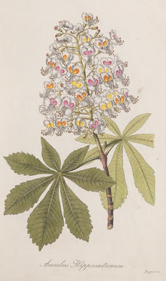 Конский каштан обыкновенный (Aesculus hippocastanum)