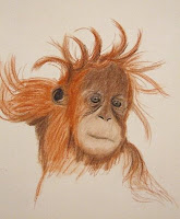 baby orangutan sketch for drawing day