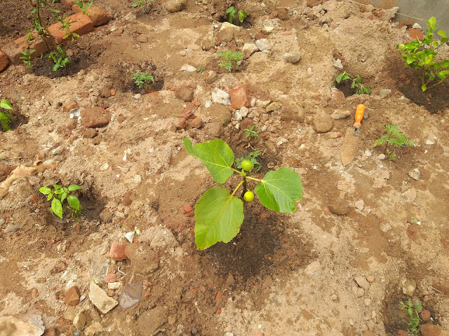 newly-planted-fruit-plants-in-andhra-garden-7