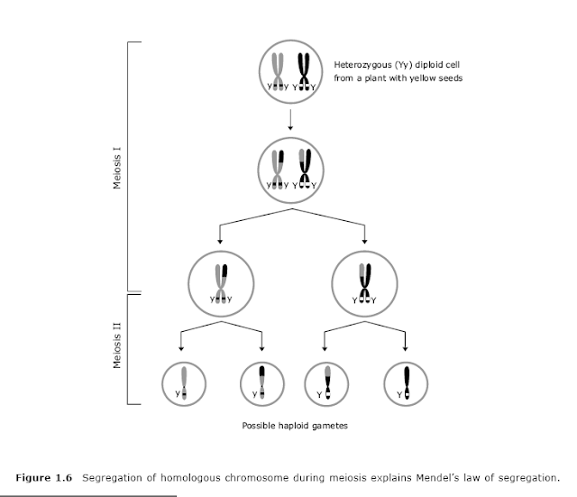 Chromosomal basis of inheritance