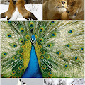 30 Beautiful Animal of the World HD Wallpapers { SET 3 }