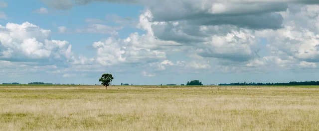 Paisaje campestre con un único árbol en la llanura con cielo con nubes.