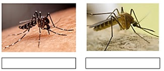 Atividade de Ciências sobre a Dengue
