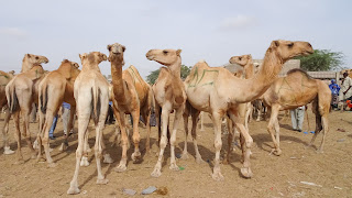 They also transport milk and other camels