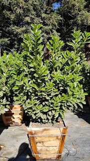 English Laurel 