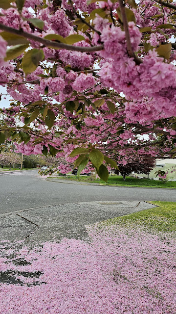 Cherry Blossom and petals on the ground