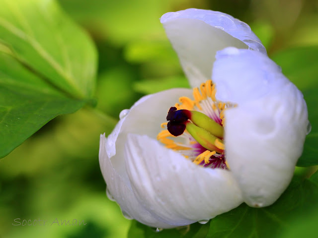 Paeonia japonica