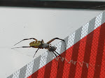 Yep that's the spider I was talking about, HUGH I tell you!