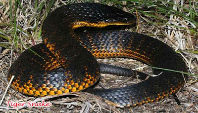 Tiger Snake