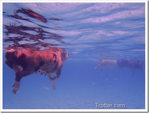 Staniel Cay Underwater Camera 143