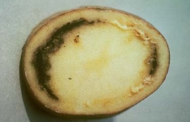 Выделение экссудата из поражённого сосудистого кольца клубня картофеля