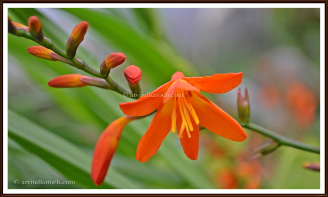 Flowers, story, Small buds, bud, orange flower