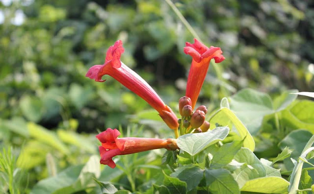 Trumpet Vine Flowers Pictures