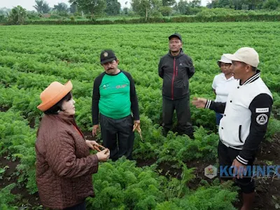 Bupati Karo Himbau Petani Wortel Gunakan Bibit Produksi Sendiri.