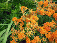 butterfly and bees on milkweed