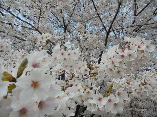 とっとり花回廊の桜の広場のソメイヨシノ桜