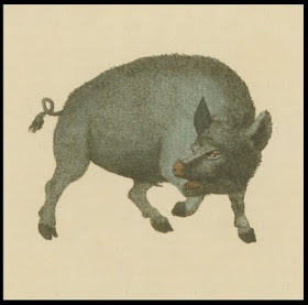 wild boar illustration - 18th c. book illustration