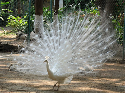 Nice White Peacock allfreshwallpaper