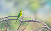 Though we had gone to the Keoladeo National Park primarily to see the migratory birds, I was also secretly excited about the little birdies. In fact, it is these little magical creatures that I find most fascinating. Most of these little avians fall in the category of what are known as the songbirds or perching birds. These belong to the order Passeriformes and are also known as passerines. Red Vented Bulbul The strange thing about the category songbird is that it not only includes little birds with melodious songs. It also includes tuneless and discordant birds such as the crows, ravens, starlings, and magpies. And surprisingly, this category excludes the obvious contenders such as the koel and the common hawk cuckoo (papeeha). So, you will probably realize that the category "songbirds" isn't necessarily correct. Indian Robin As regarding the second name, perching birds, I don't even know what that means, considering that birds of prey are not included in this category. Anyway, both these classifications - songbirds as well as perching birds - are considered inaccurate today. Passerines is the safest and the most accurate classification to use. It isn't as lyrical though. So we will continue to use songbirds instead for the purpose of this article. Purple Sunbird Indeed, it was the songbirds that greeted us first as we entered Keoladeo National Park. A Brahminy Starling perched on the highest branch of a short tree turned her back to us as soon as we came within the clicking distance of it. Next it was a couple of Green Bee-eaters that flitted about before finding a comfortable seat on a wire. The light was perfect here, so it was a good photo-op. Yellow Wagtail And then the entire jungle burst into songs as little red-vented bulbuls got busy hopping from tree-to-tree. Though less talkative than Mynas, bulbuls too can create a constant chatter when they so choose. We stood there to enjoy their song for a bit. After all, we had almost the entire day with us. It was difficult to photograph these fast moving birds, but VJ managed to get a couple in a frame. Black Drongo However, not all songbirds are that talkative. In fact, you would hardly have ever heard a drongo say anything. These brooding black birds are usually seen sitting quietly on wires, without talking or moving. But Internet tells me that a drongo too can sing, even if it is just a scratchy, out-of-tune kind of song. Rufous Treepie Usually Rufous Treepies are quite gregarious. In Ranthambore, I have seen them flying out and perching on the arms of human to grab a wafer from their hands. These brave birds are also known as Tiger's Toothpicks as they have been known to pick the food from a Tiger's teeth as it sleeps. It isn't difficult to believe this. We saw only one of these at Keoladeo National Park and it didn't seem much in the mood for company. White-browed Wagtail The little birds manage to intrigue you enough to lure you towards the unpaved paths. VJ and I found ourselves leaving the main road quite often and straying onto the trails to click these quick, flitting passerines. There were so many that we saw but were not able to capture in the camera. There were Wagtails, prinias, and warblers. But we have very few photographs of them. The one above seems to be a White-browed Wagtail. Though for a long time, I was convinced that it was an Oriental Magpie Robin. Then the white patch between the neck and the wing forced me to look further. I might still be wrong though. Brahminy Starling Brahminy Starling has captured my imagination ever since I was a child. We used to live in Sarojini Nagar and Brahminy Starlings were regular visitors to our terrace. I was quite intrigued by the black "hair" these starlings sport. Of course, back then I did not know what these birds were called. Slowly the birds disappeared from Delhi and the next I spotted them was in Ranthambore. It was also here that I found out that they have this beautiful name - Brahminy Starling. Bank Myna Like the Brahminy Starling, the Myna too belongs to the starling family. I absolutely love the name "starling" though. It is prettier than the birds themselves. The myna above is a Bank Myna. You can identify it by the red patch beneath the eyes. The Common Myna does not have this. You will often spot the Bank Myna in a mixed flock with the Common Myna. House Crow I am still having trouble wrapping my head around the fact that a crow is a songbird. I guess that may be one of the reasons why the classification "songbirds" went out of use. Besides that though, a crow is a pretty fascinating bird. It is intelligent and, therefore, fun to observe. I have often seen crows hiding their food quite ingeniously. I have seen them play tricks on other birds. It is a shame then that these crows are often hoodwinked by the Koel. Oriental Magpie Robin And here is the Oriental Magpie Robin. Both White-Browed Wagtail and Oriental Magpie Robin can be seen often in and around Delhi. Even though from a distance both the birds appear similar, once you know the differences, it is quite easy to identify the two species. Both Oriental Magpie Robin and White-Browed Wagtails have sing very melodious songs, so are a pleasure to listen to. Asian Pied Starling In total, 7 types of starlings can be seen in Keoladeo National Park - Common Starling, Rosy Starling, Purple-backed Starling, Asian Pied Starling, Brahminy Starling, Bank Myna, and Common Myna. Of these, we were able to see four. The one in the photograph above is the Asian Pied Starling. The orange beak helps in a quick identification. I would have also loved to see the remaining three. I have never seen them in my life. Indian Robin The little bird above can be seen quite commonly in and around Delhi. It is known as the Indian Robin, which is another beautiful name. Whenever I think of the sheer variety of birds Indian is blessed with, I thank God. These are magical creatures. One only needs to spend a few moments and observe. Indian Silverbill An Indian Silverbill has (as you may have guessed) an interesting bill. Rounded and parrotlike, this beak is one characteristic that makes it similar to its relative, the munia. We were headed back and were about to exit the park when we saw this bird perched on a tree, very close to a common cuckoo. The bird is slightly larger than a house sparrow. I had always assumed it to be that it would be smaller. The name makes one wonder.  Female House Sparrow A house sparrow is seen here perched on a branch. This photograph was clicked outside the National Park, very close to our resort. It is a shame that these lively, talkative birds have almost been wiped out from Delhi. Only a few years back these were present in large numbers, visiting balconies, making nests in every available cavity they could find. I truly miss their chatter. Common Tailorbird I admit that this isn't the best photograph of the tailorbird, but this is all that we managed to capture. I didn't have the heart to not include it in the post. This was the first time I was seeing this bird after all. These tiny birds make very innovative nests by stitching together two or more leaves. Another marvel of nature that leaves one speechless. Green Bee-eater And finally, the Green Bee-eater. In fact this was the bird that had greeted us as we had entered the park. Rather than the huge and magnificent migratory birds, it is these colorful, playful songbirds that I find more interesting. They add so much life and music to the world. It is really a shame that we only realize that they have vanished when it is already too late. However, recently I have heard that sparrows are returning to the city. I am yet to see the evidence, but I do hope it is true. Our coming generations deserve to have nature's musicians around. 