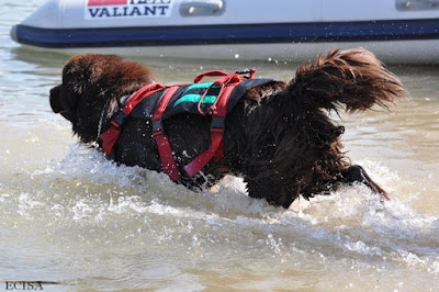 Chien  Terre-Neuve Maverick Sauveteur  Aquatique  39 Jura photographe JD AMET Jura