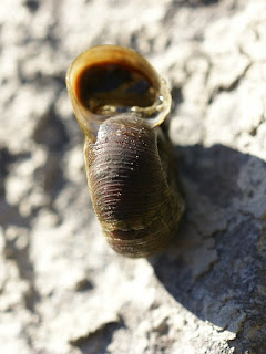 Escargot du Québec