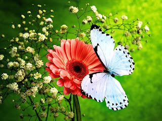 Pink Flower and Beautiful Blue Butterfly