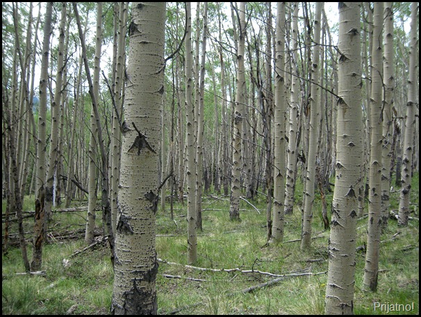 Colorado July 2009 089 v1