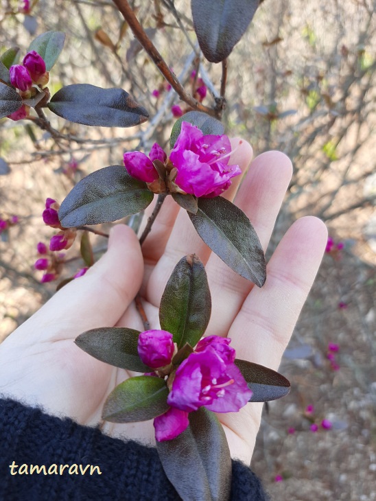 Рододендрон сихотинский (Rhododendron sichotense)