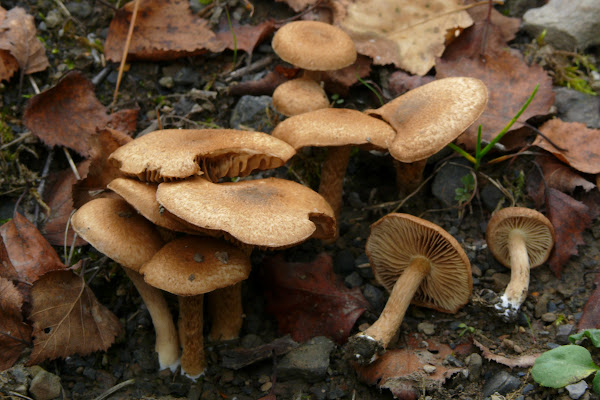 Inocybe dulcamara