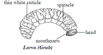 Larva of Weevil