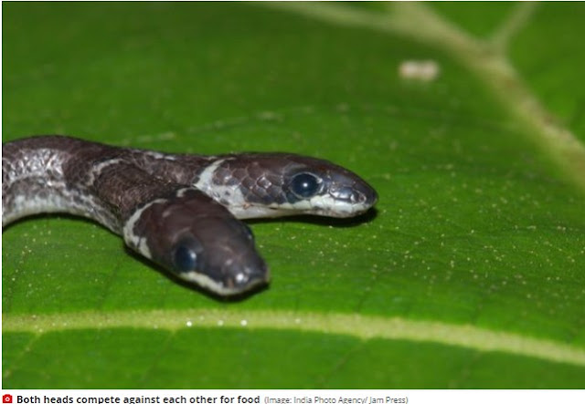 2 Headed Snake Found In India, Baffles Wildlife Experts