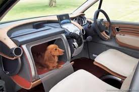 cachorros no carro