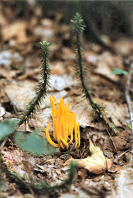 golden spindles fungus